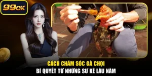 Cách Chăm Sóc Gà Chọi - Bí Quyết Từ Những Sư Kê Lâu Năm